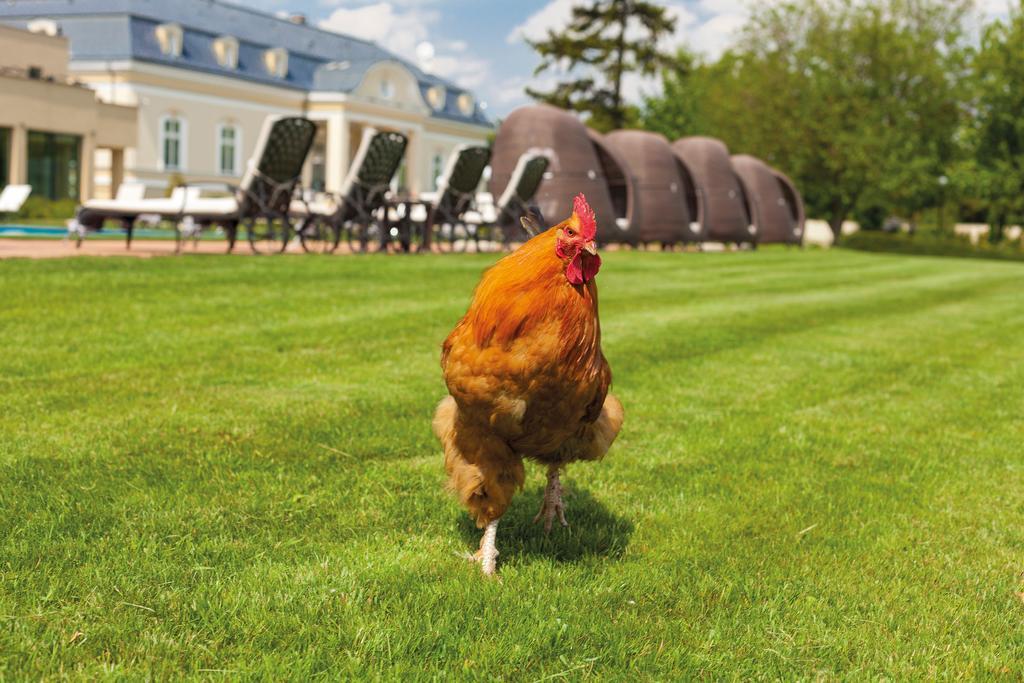 Amade Chateau Vrakúň Zewnętrze zdjęcie